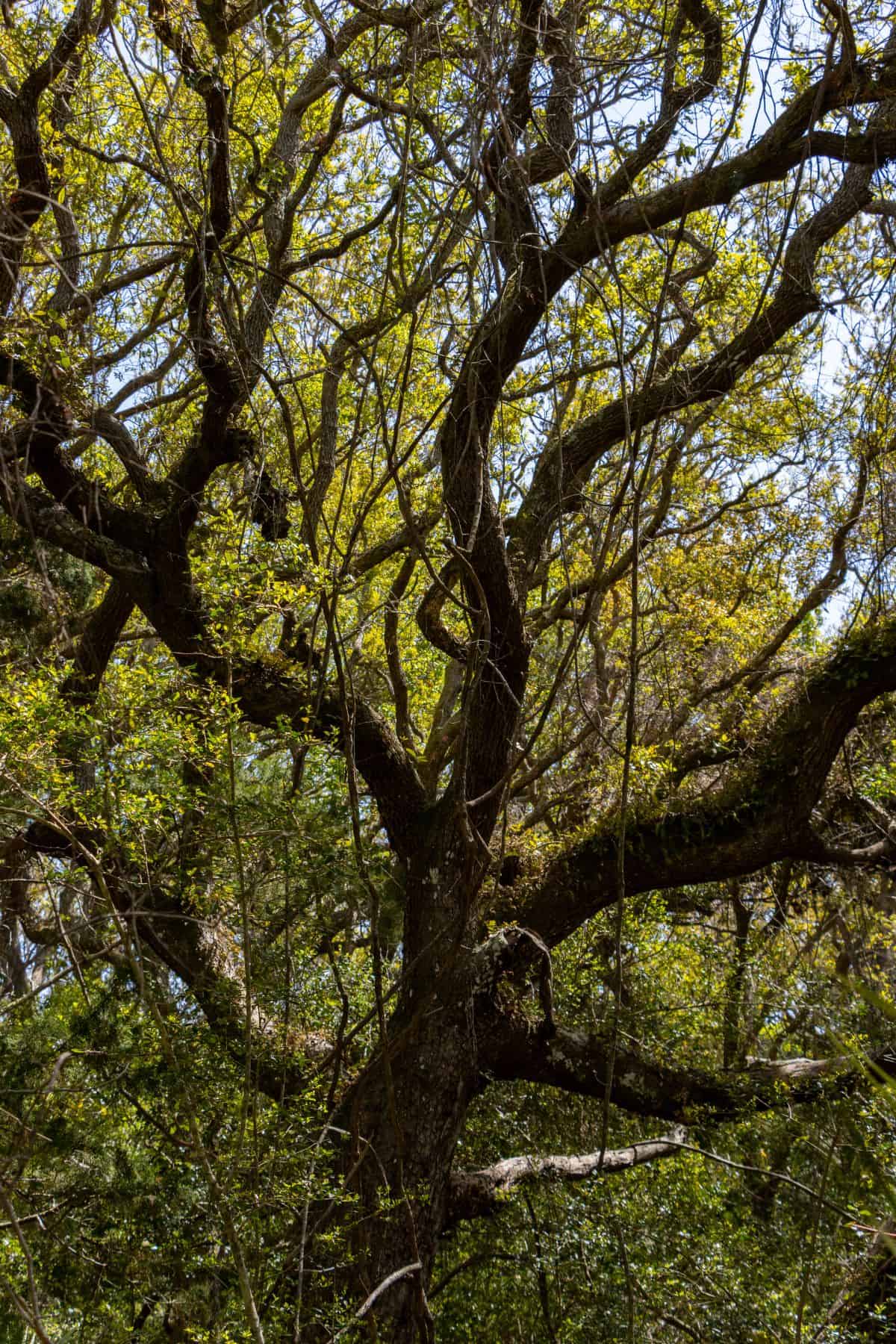 Large tree with thick, twisting branches and green leaves, viewed from below as sunlight filters through the canopy at Fort Matanzas National Monument.
