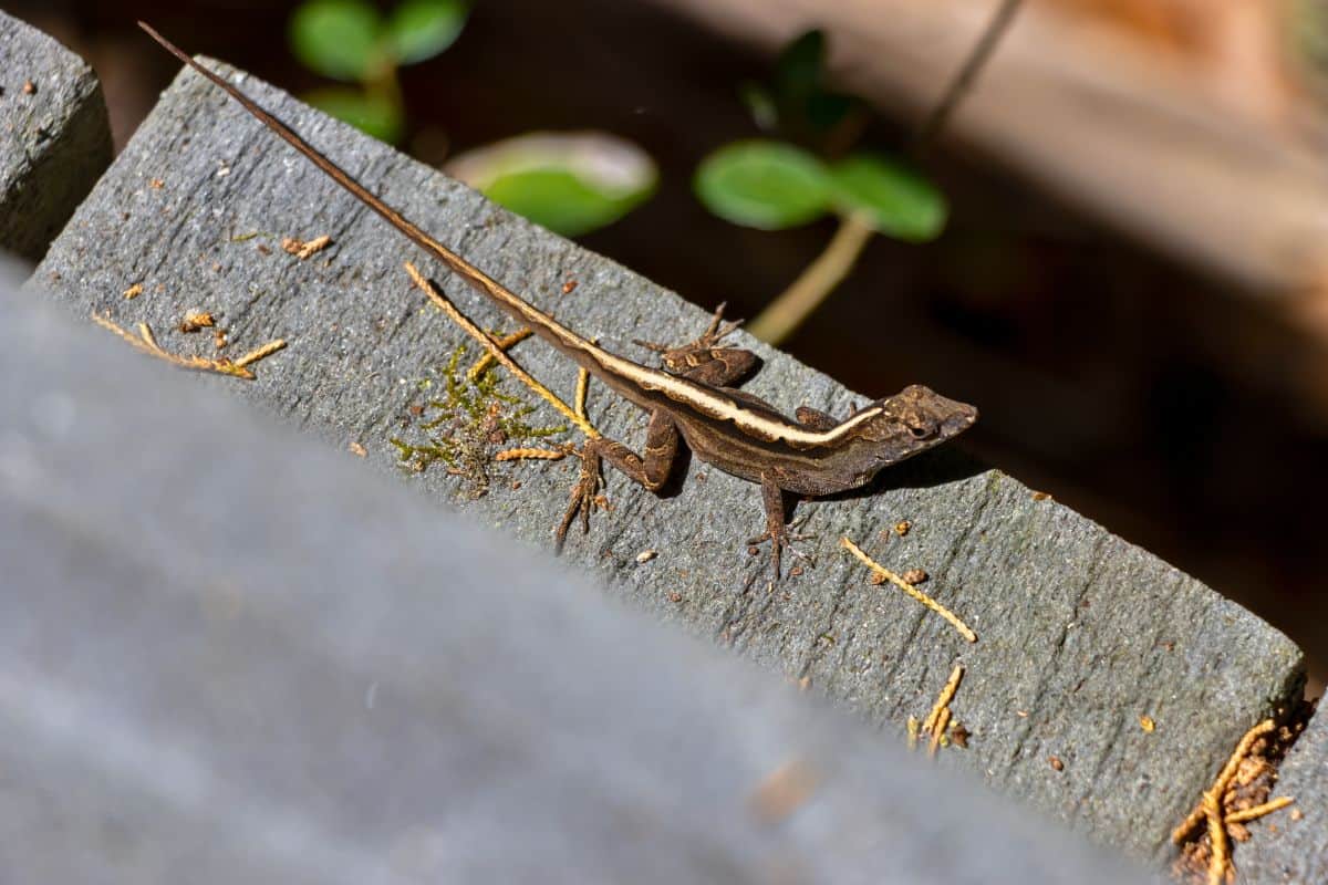 A small brown lizard with a light stripe down its back is perched on a weathered wooden surface outdoors at Fort Matanzas National Monument.