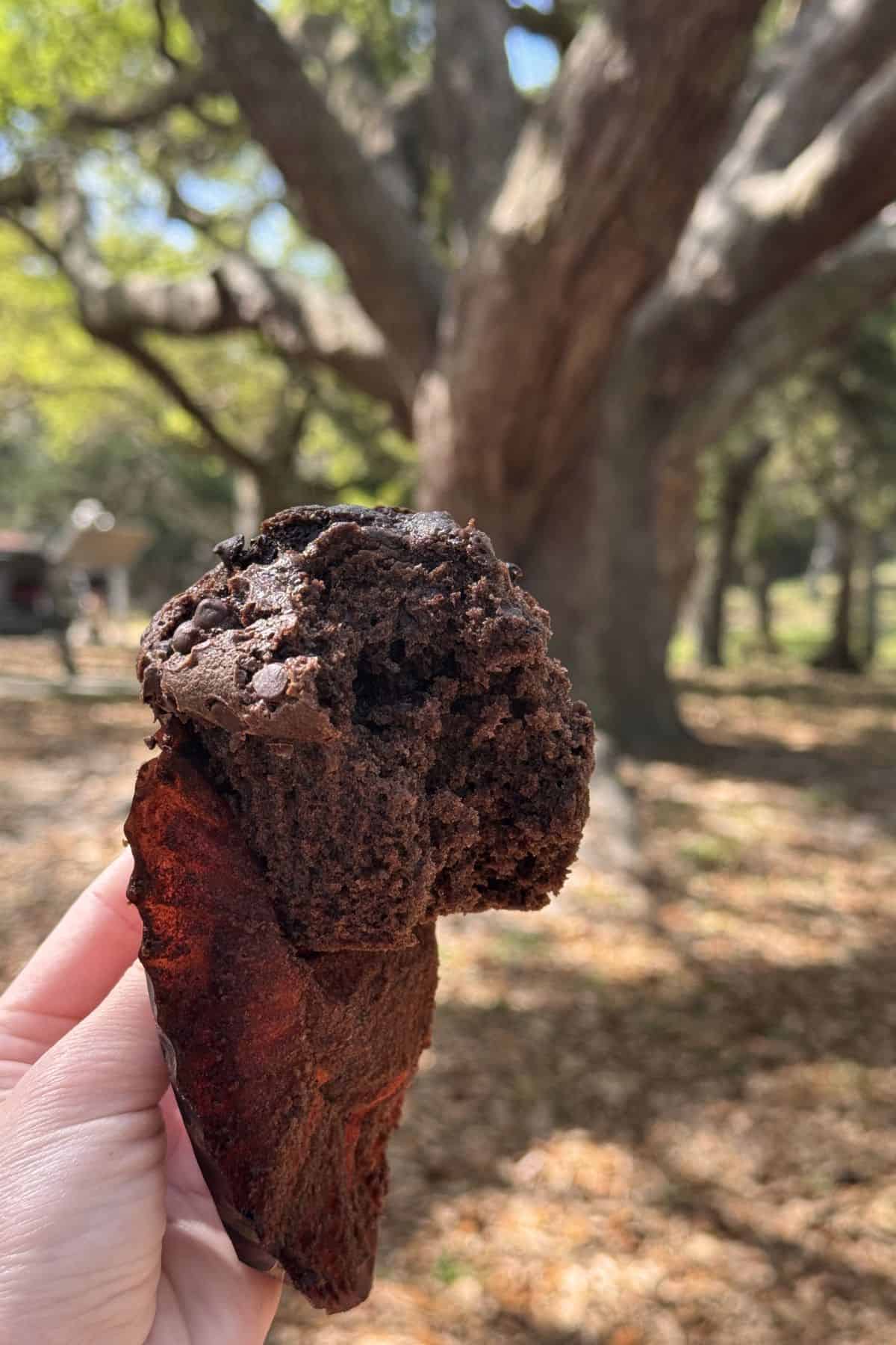 A hand holds a partially eaten chocolate muffin outdoors with large trees and sunlight in the background.