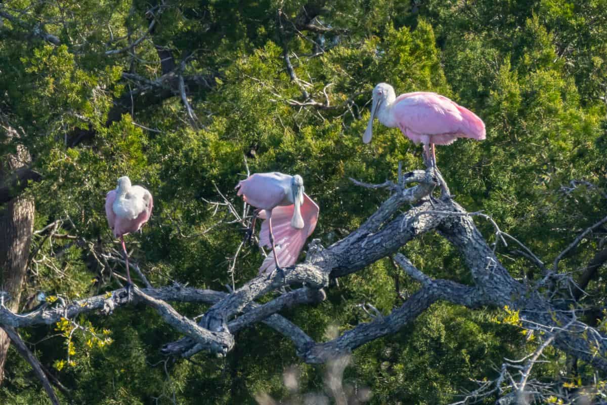 Three roseate spoonbills with pink feathers perch on the branches of a tree surrounded by dense green foliage.