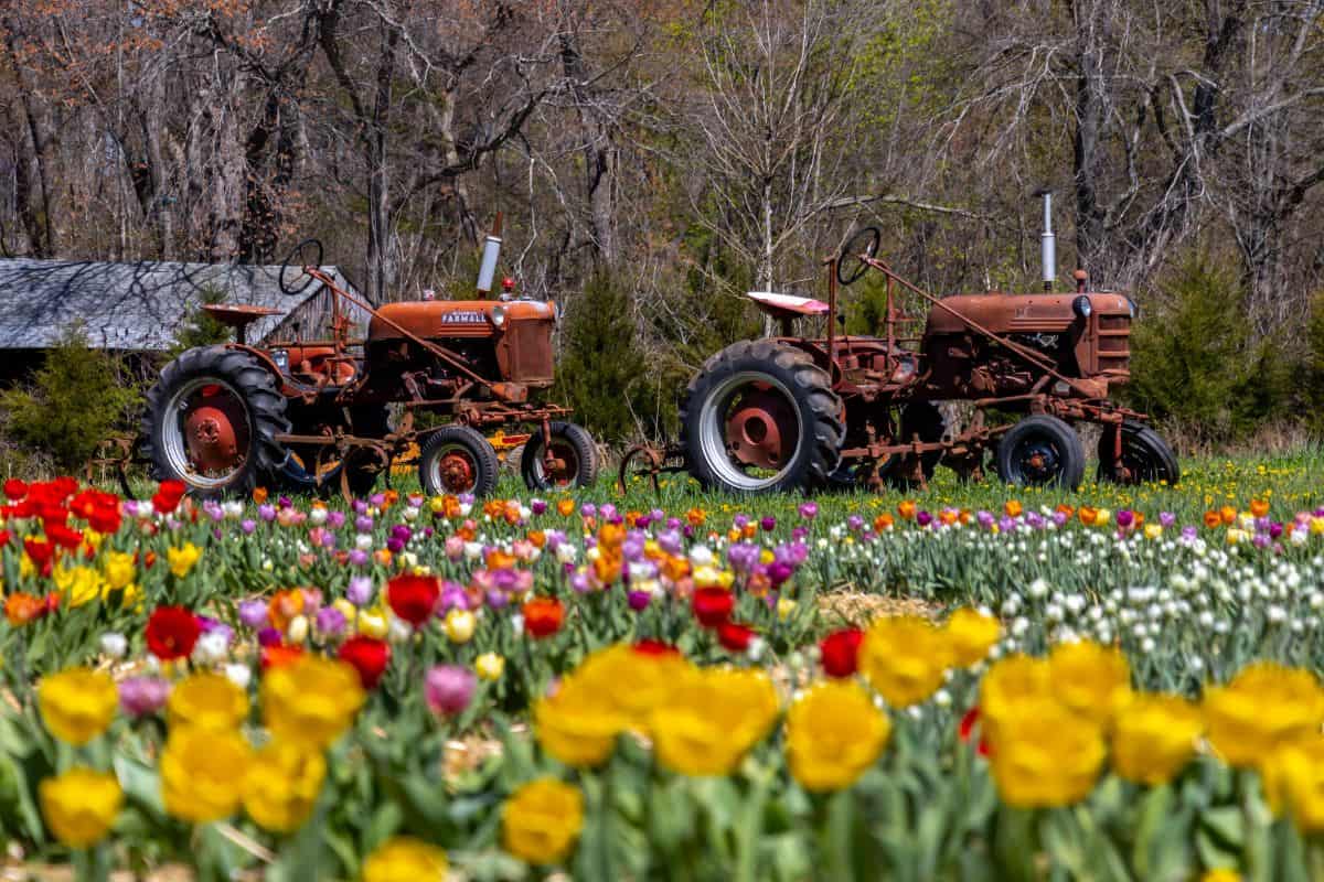 Two rusty red tractors sit in a field behind a colorful bed of blooming tulips and other flowers, with trees and a shed in the background.