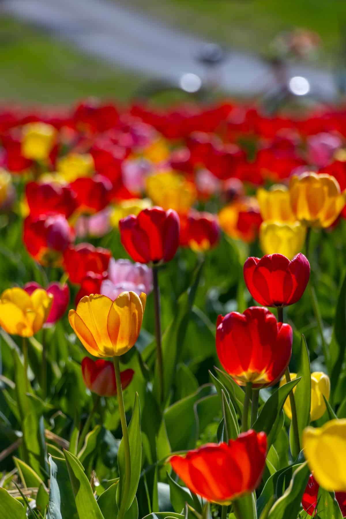 A field of red and yellow tulips in bloom with green stems and leaves, blurred background showing a road and grassy area.