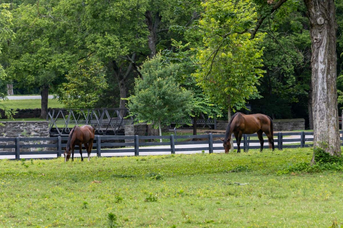 Two brown horses graze in a grassy pasture near a black wooden fence with trees and a metal bridge in the background.