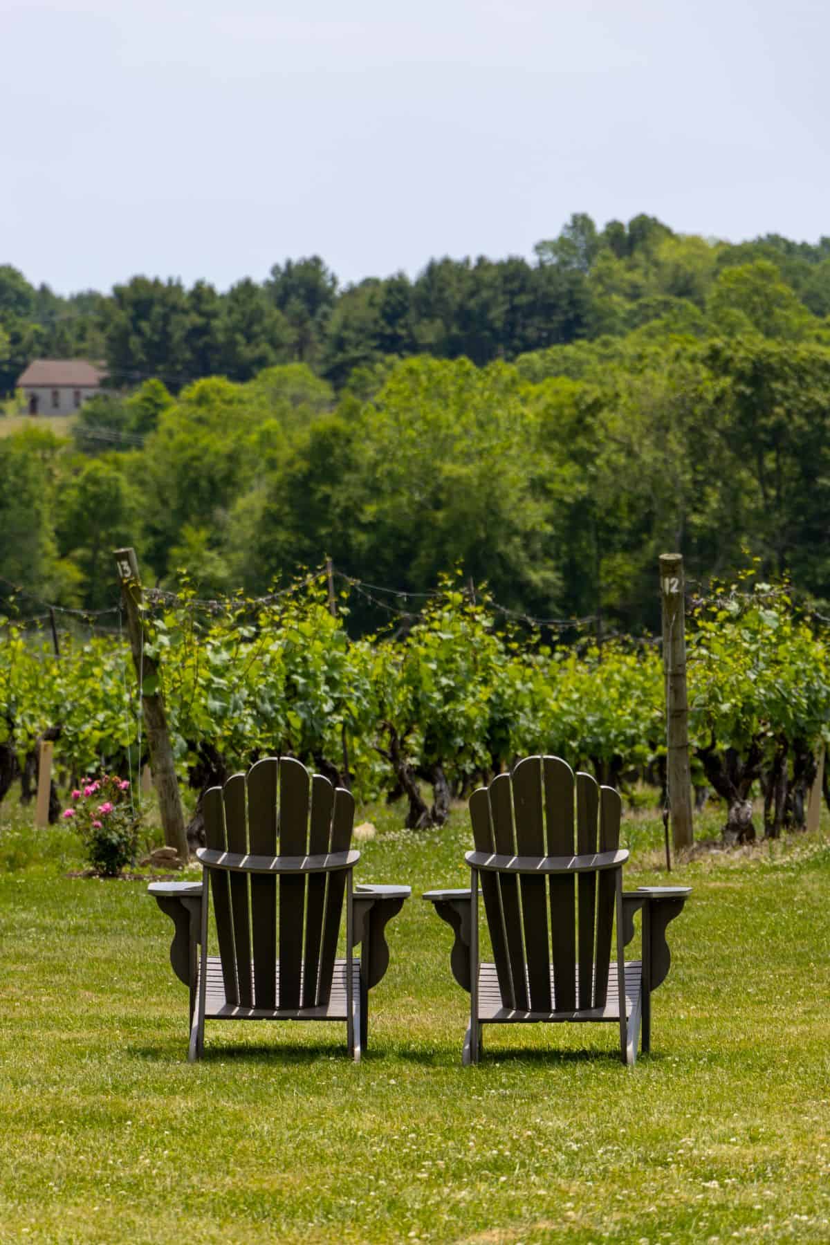 Two wooden Adirondack chairs face a vineyard with rows of grapevines and green trees in the background on a sunny day.