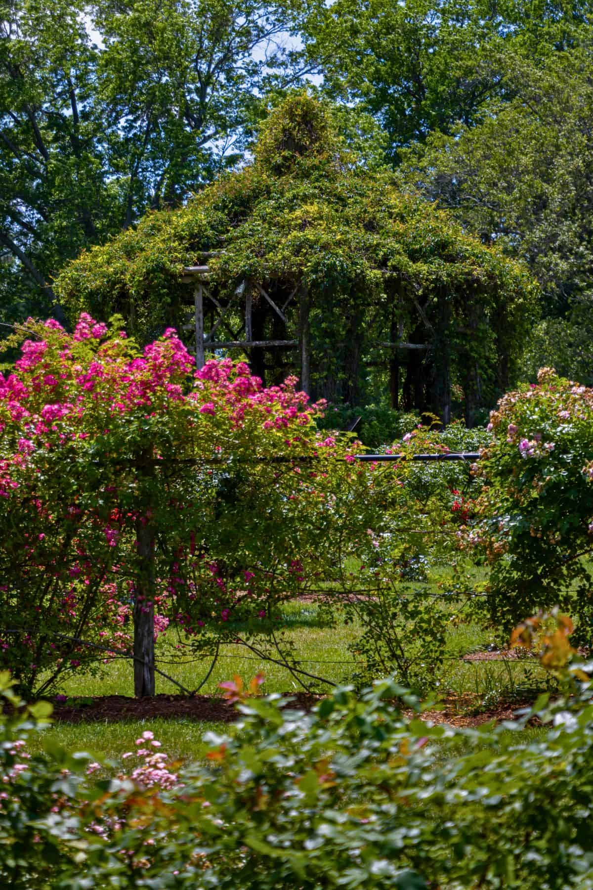 A wooden gazebo covered in vines stands behind blooming pink rose bushes in a sunny, green garden.