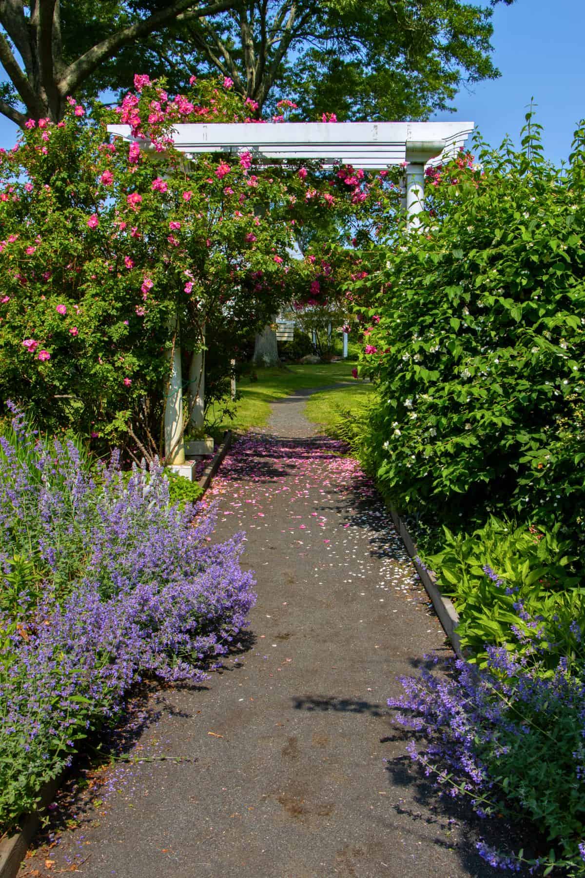 A paved garden path lined with purple flowers leads under a white arbor covered in blooming pink roses, with green trees and shrubs in the background.
