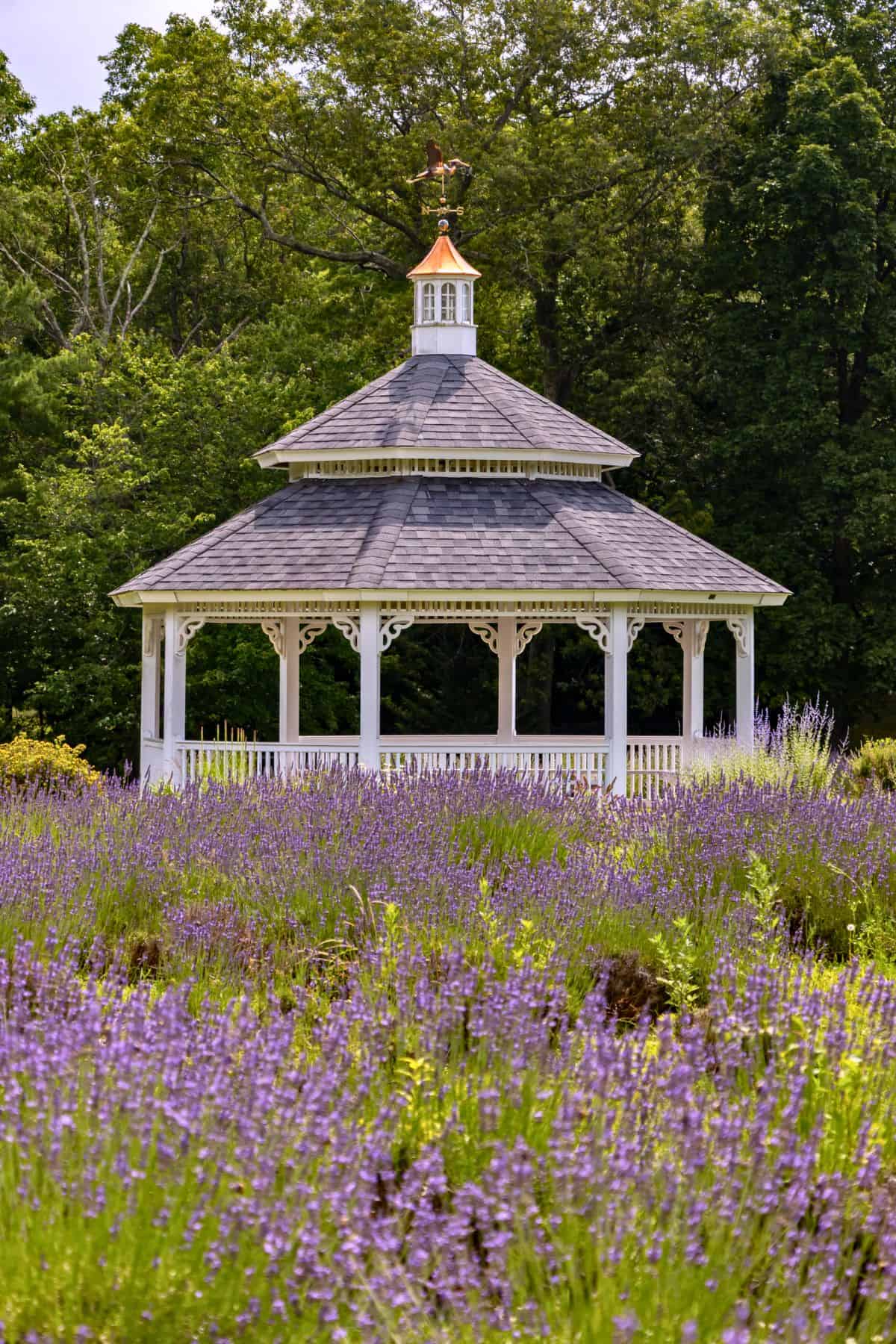 A white gazebo with a gray shingled roof stands in a field of blooming lavender, surrounded by green trees.