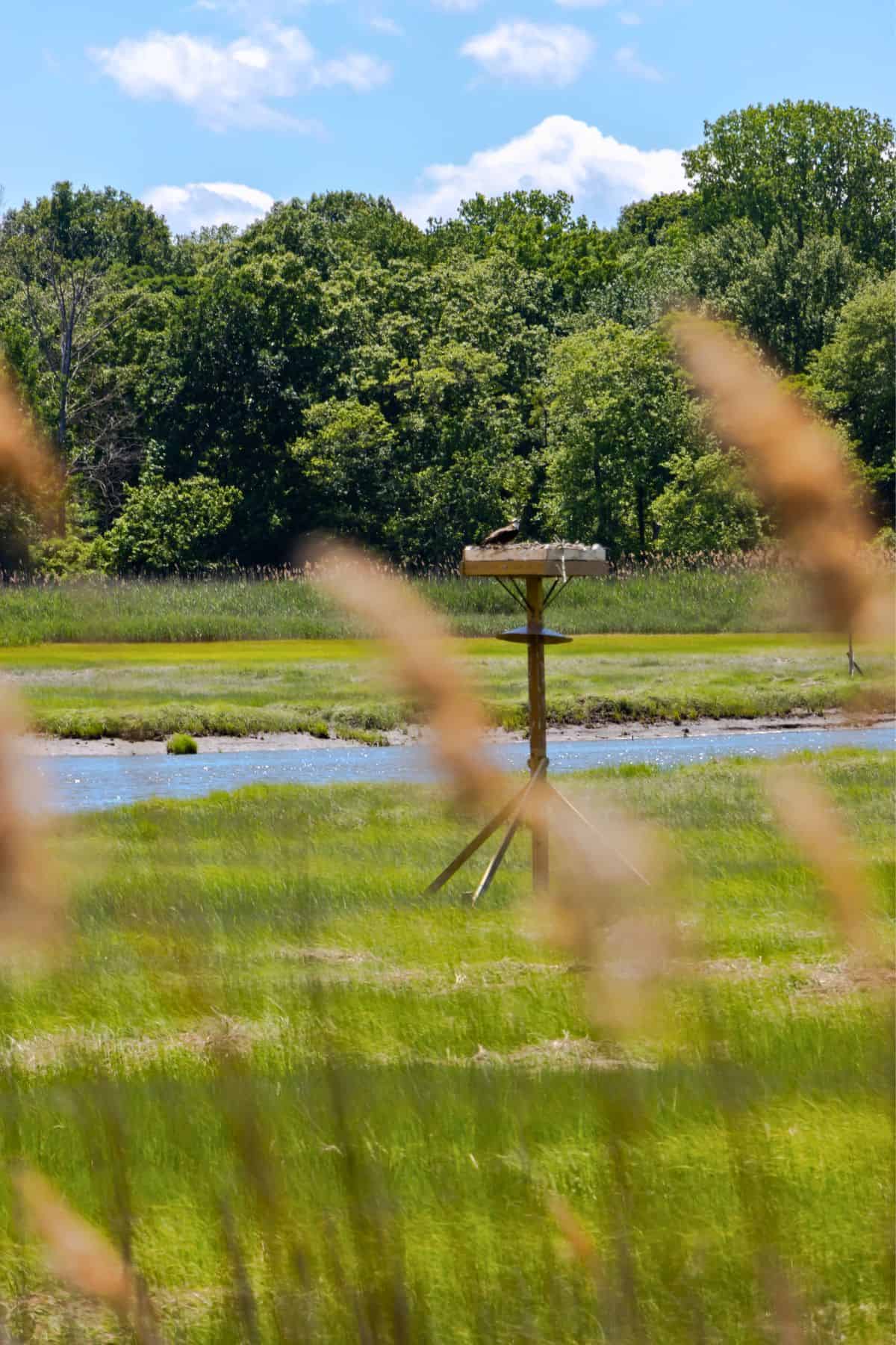 A wooden bird nesting platform stands in a grassy marsh with a river and trees in the background, viewed through tall grass.