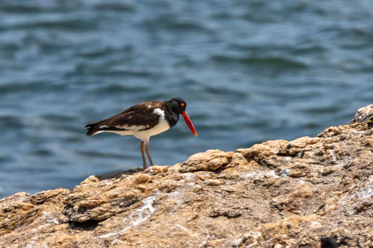 A black and white bird with a long orange beak stands on a rocky surface near water.