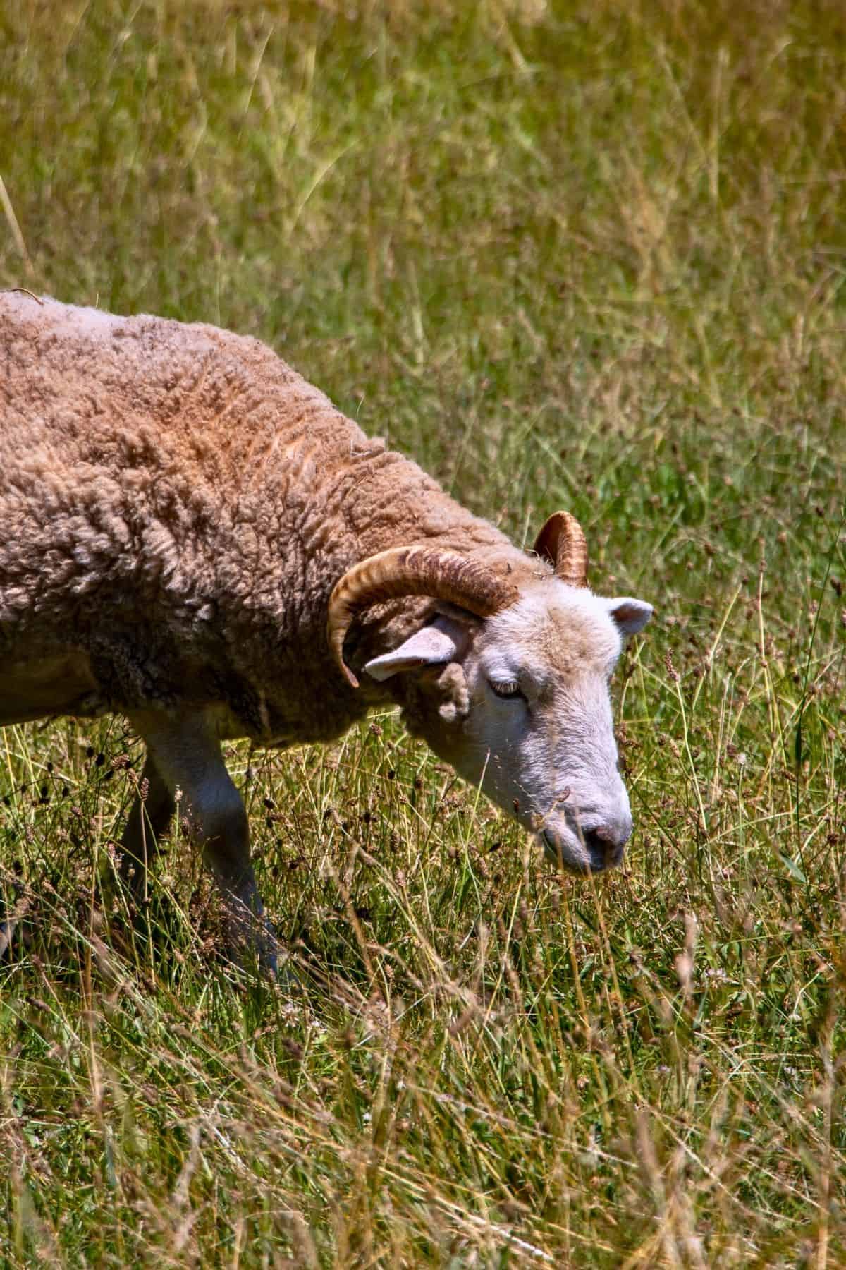 A sheep with curved horns grazes in a grassy field on a sunny day.