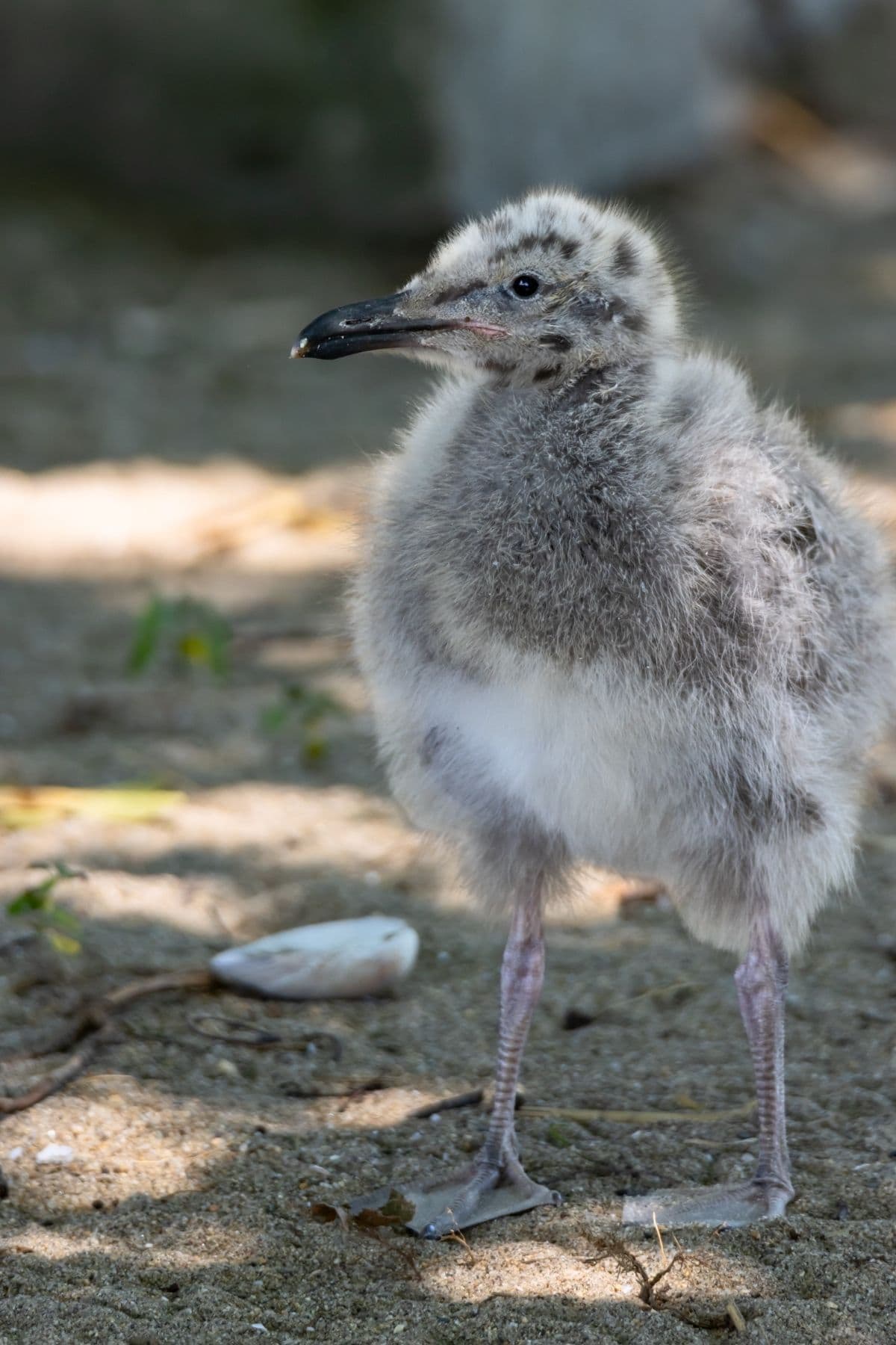 A fluffy seagull chick with gray and white feathers stands on sandy ground with a blurred background.