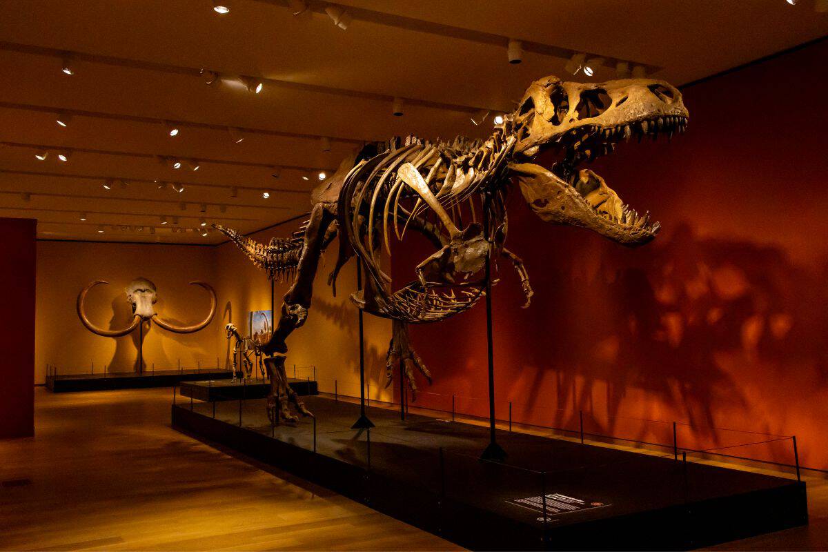 Dinosaur skeleton, likely a T. rex, displayed in a museum exhibit with a mammoth skeleton visible in the background against orange walls.
