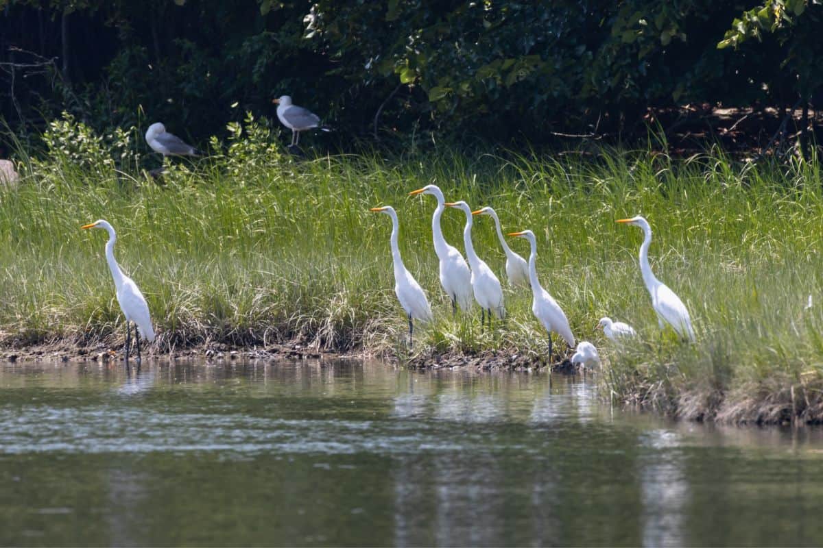 Seven white herons stand at the grassy edge of a pond, with two additional birds in the background near the trees.