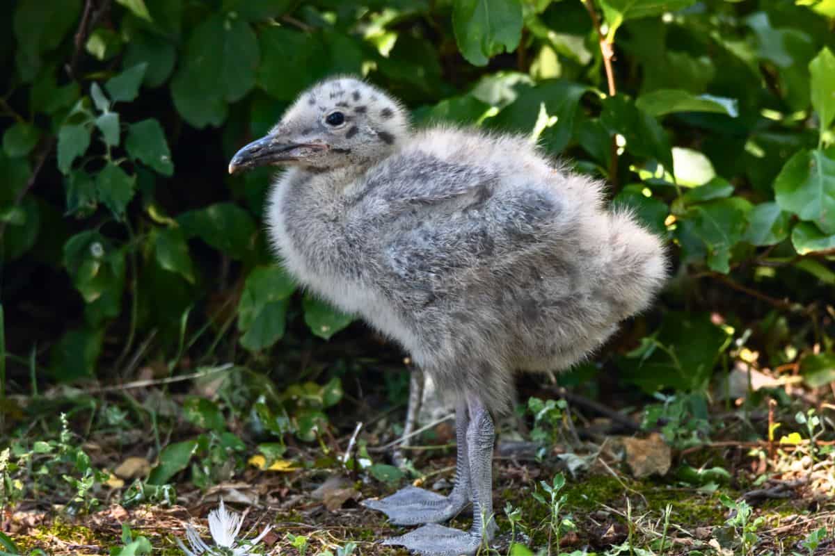 A fluffy gray seagull chick stands on the ground in front of green foliage and scattered leaves.