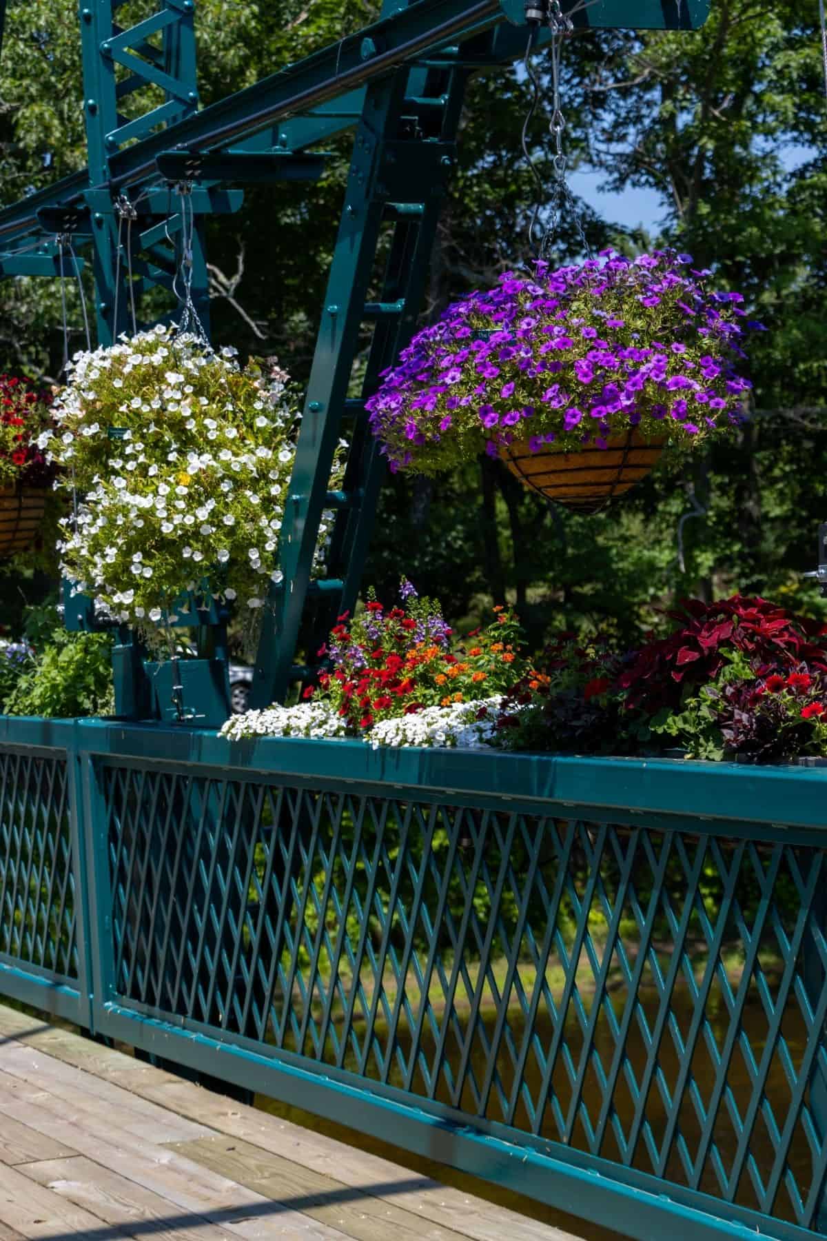 Hanging baskets and planters filled with colorful flowers are displayed on a teal metal railing outdoors, with trees in the background.