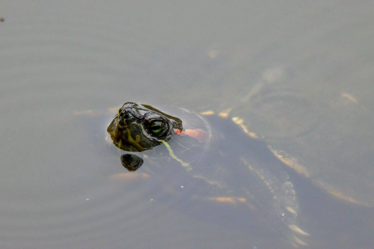 A turtle's head and part of its shell are visible above the surface of calm, murky water.