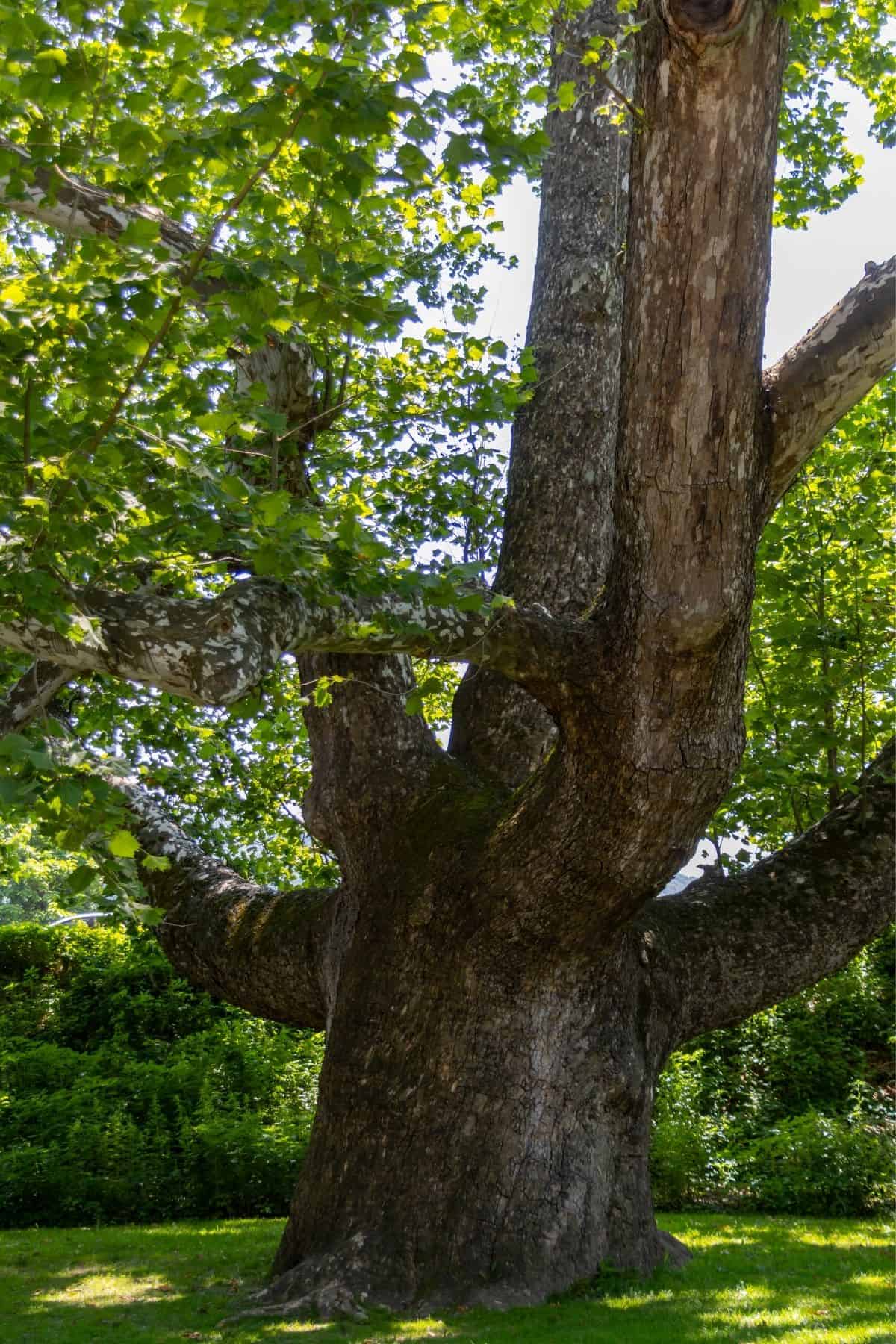 Large tree with a thick, textured trunk and multiple spreading branches, surrounded by green leaves and grass in bright sunlight.