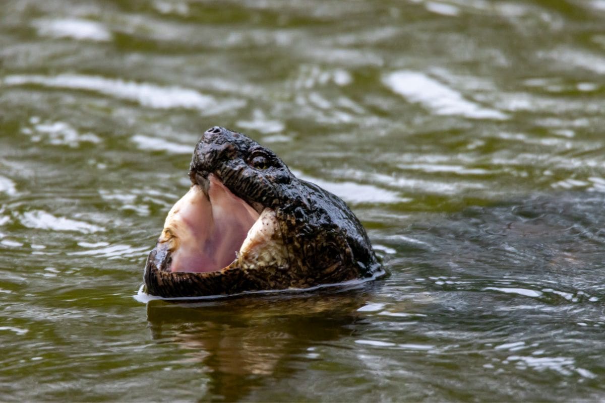A snapping turtle with its mouth open rises above the surface of murky water.