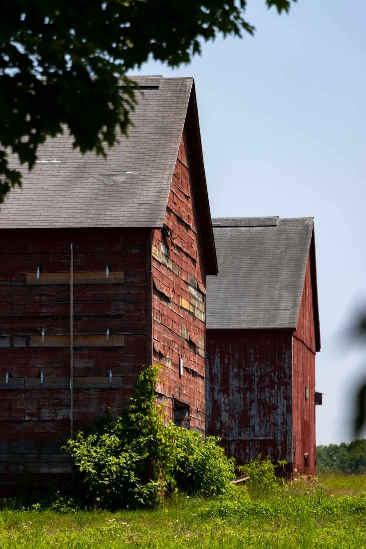 Two weathered red barns with peeling paint stand side by side in a grassy field under a clear sky, partially shaded by tree branches.