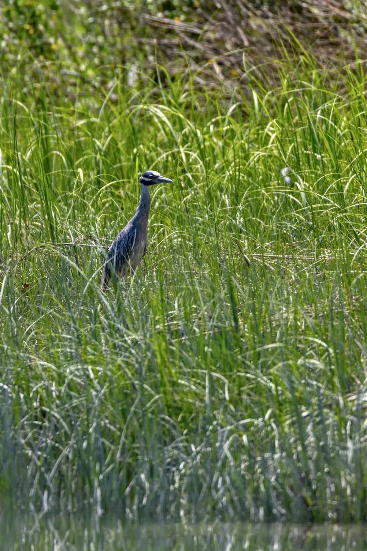 A gray heron stands among tall green grass near water, partially hidden by the vegetation.