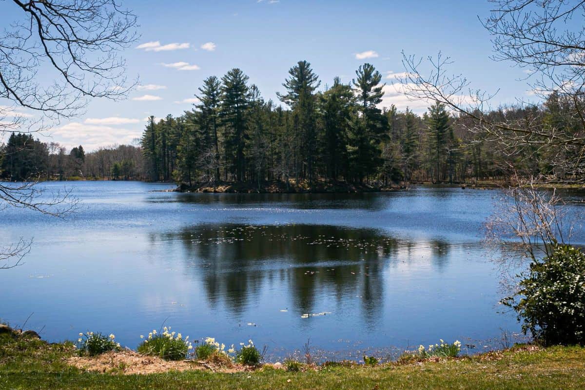 A calm lake with reflections of tall pine trees on a sunny day, bordered by grass and flowering plants in the foreground.