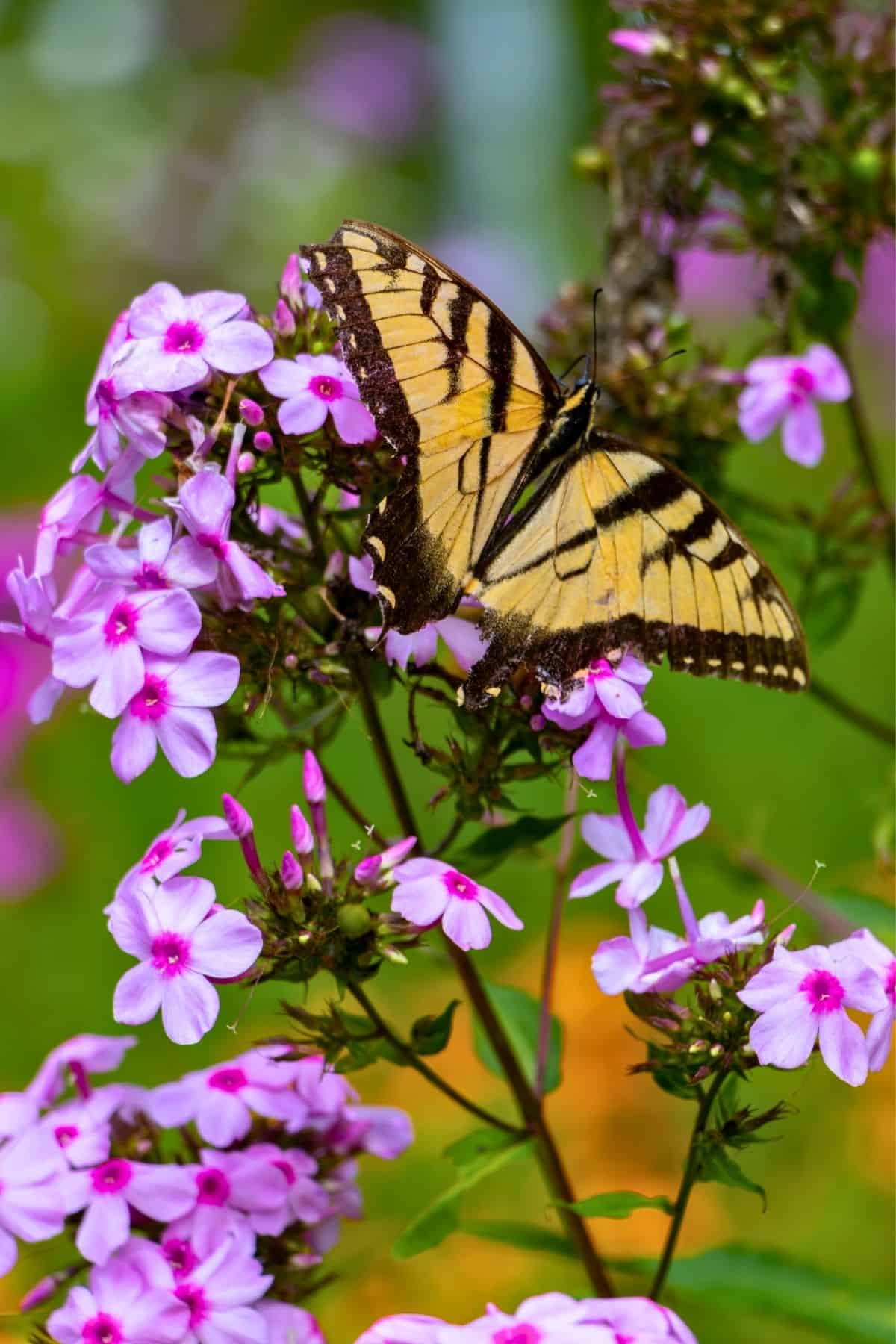 A yellow and black butterfly rests on a cluster of bright pink flowers, surrounded by green foliage and more blooms in the background.