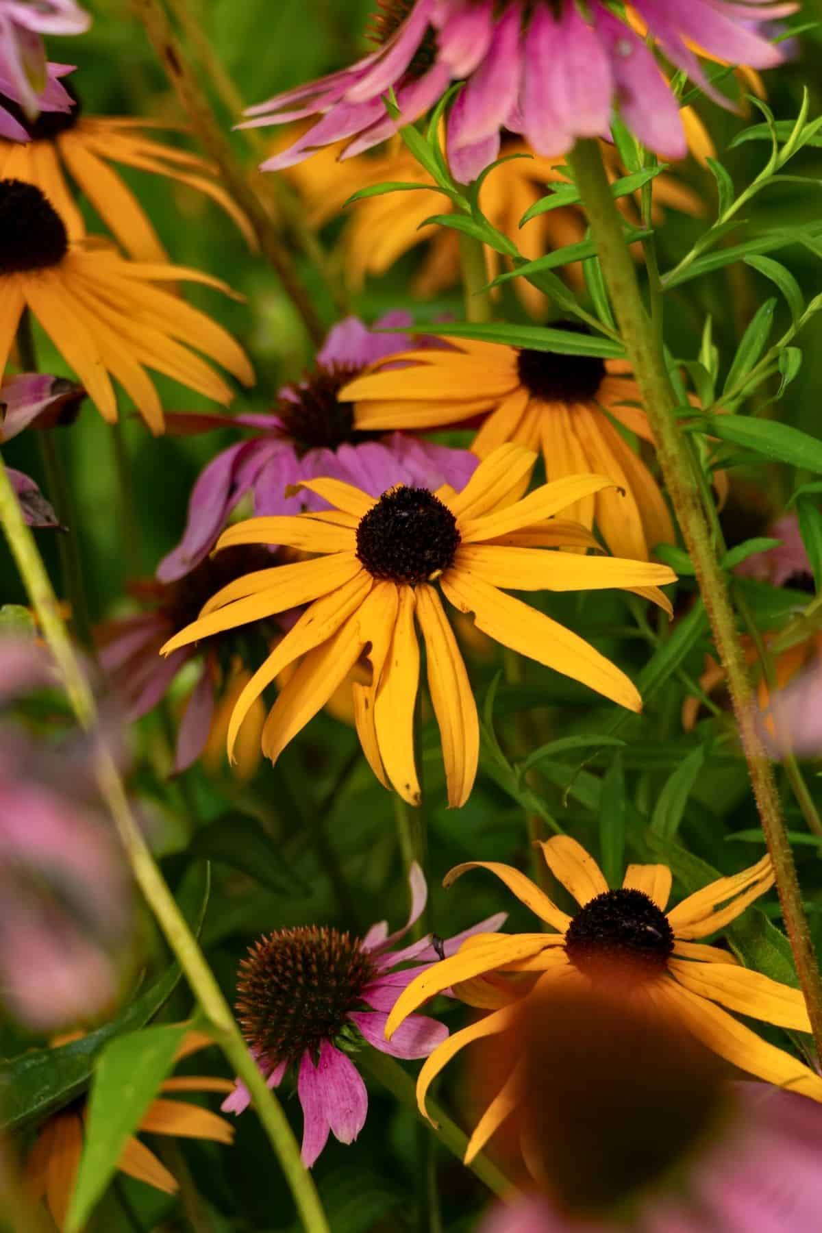 Close-up of yellow and purple coneflowers with dark centers growing among green foliage.