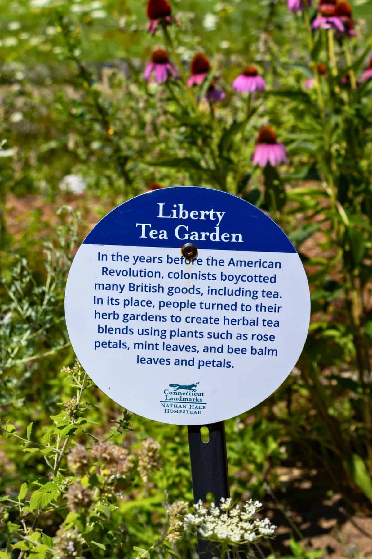 A circular sign titled “Liberty Tea Garden” explains how colonists used local herbs for tea during boycotts before the American Revolution. Coneflowers grow in the background.