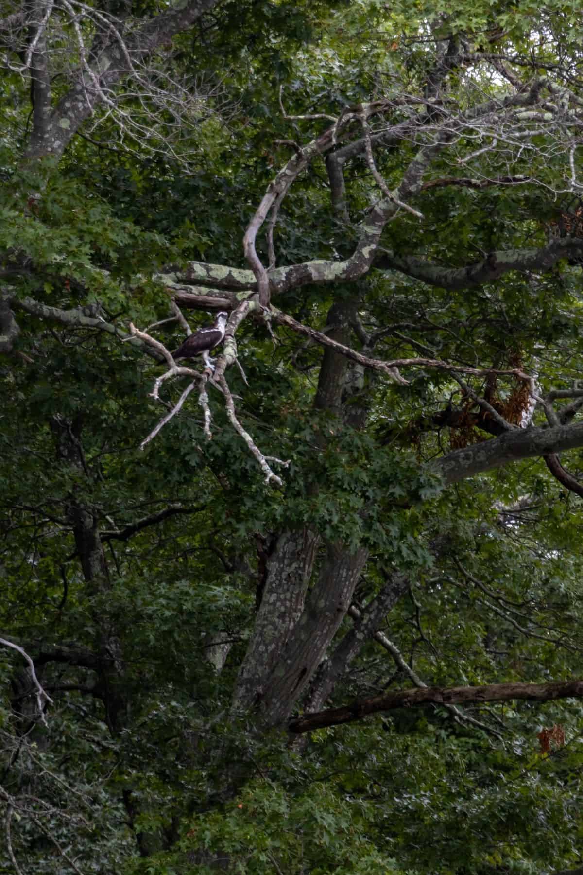 A bald eagle perched on a tree branch surrounded by dense green foliage.