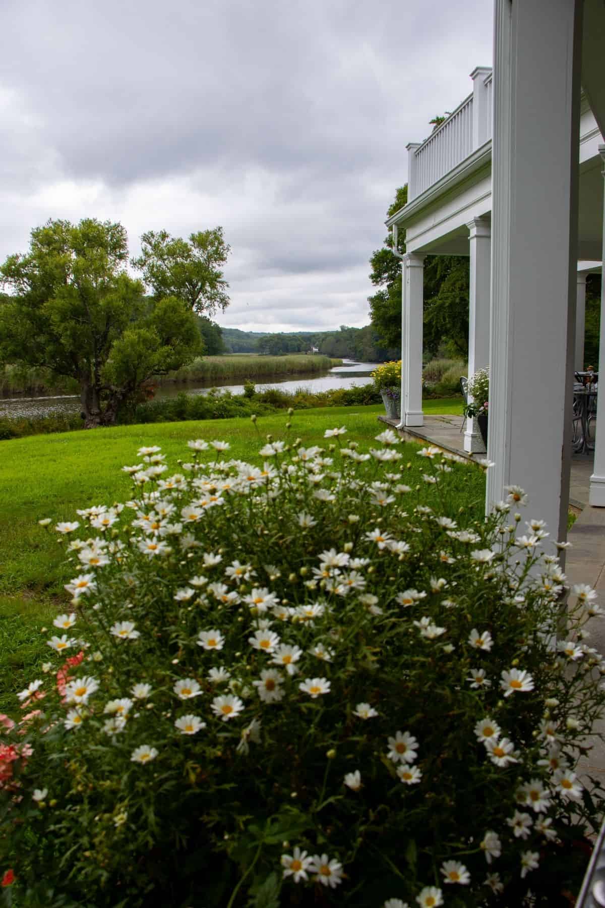 Daisies in front of a white-pillared porch overlook a grassy lawn, trees, and a river under a cloudy sky.