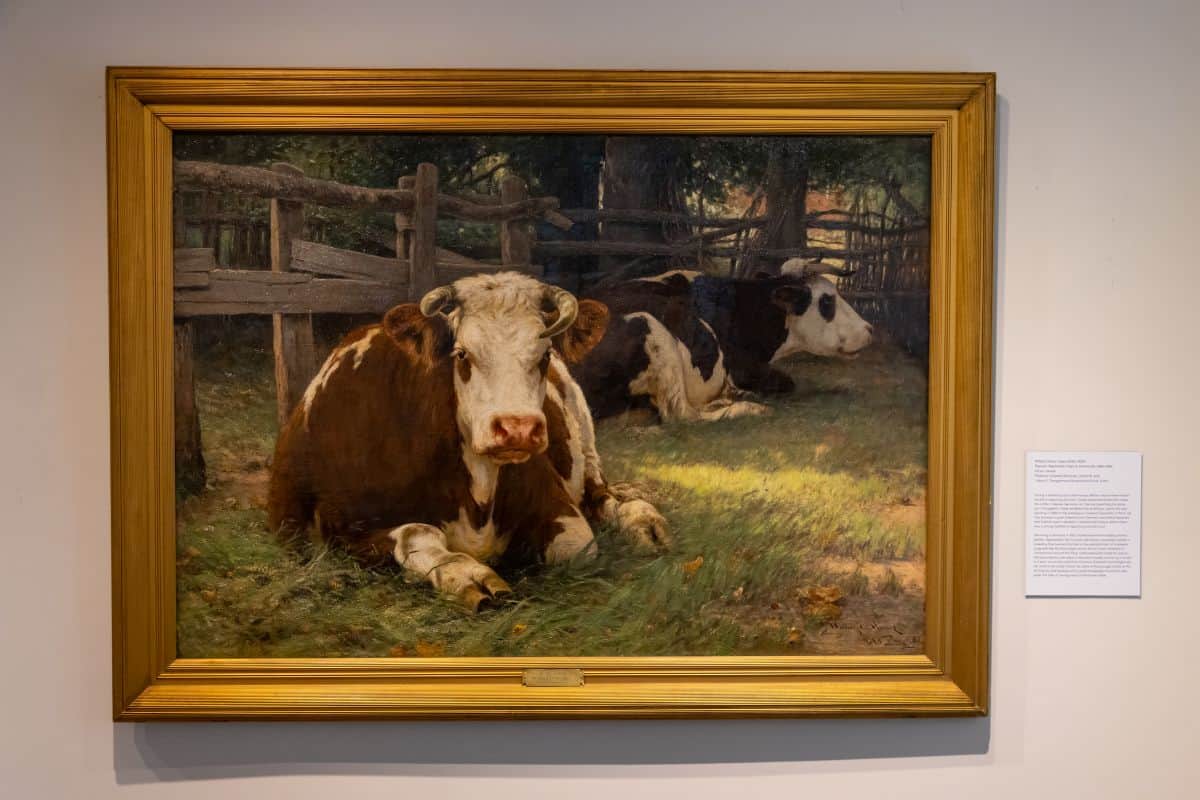 Painting of two brown and white cows lying on grass near a wooden fence, framed in gold and displayed on a gallery wall with a description plaque beside it.