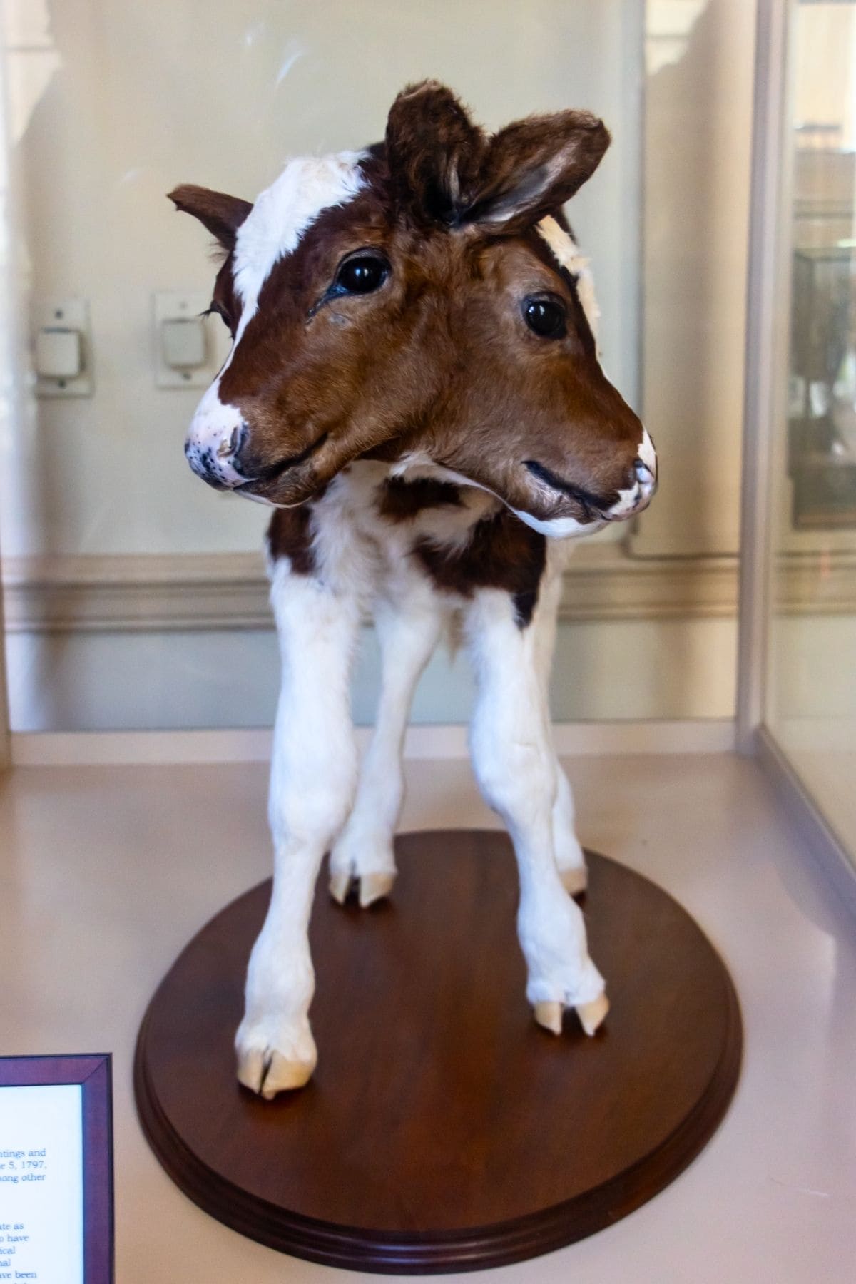 A taxidermy calf with two heads stands on a wooden display base inside a glass case.