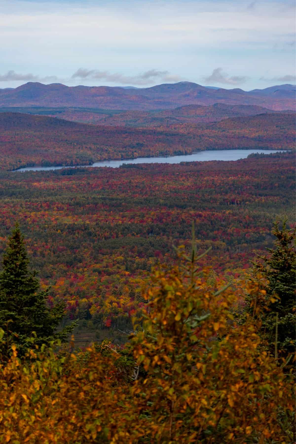 A vast landscape of fall foliage with a lake, framed by pine trees in the foreground.
