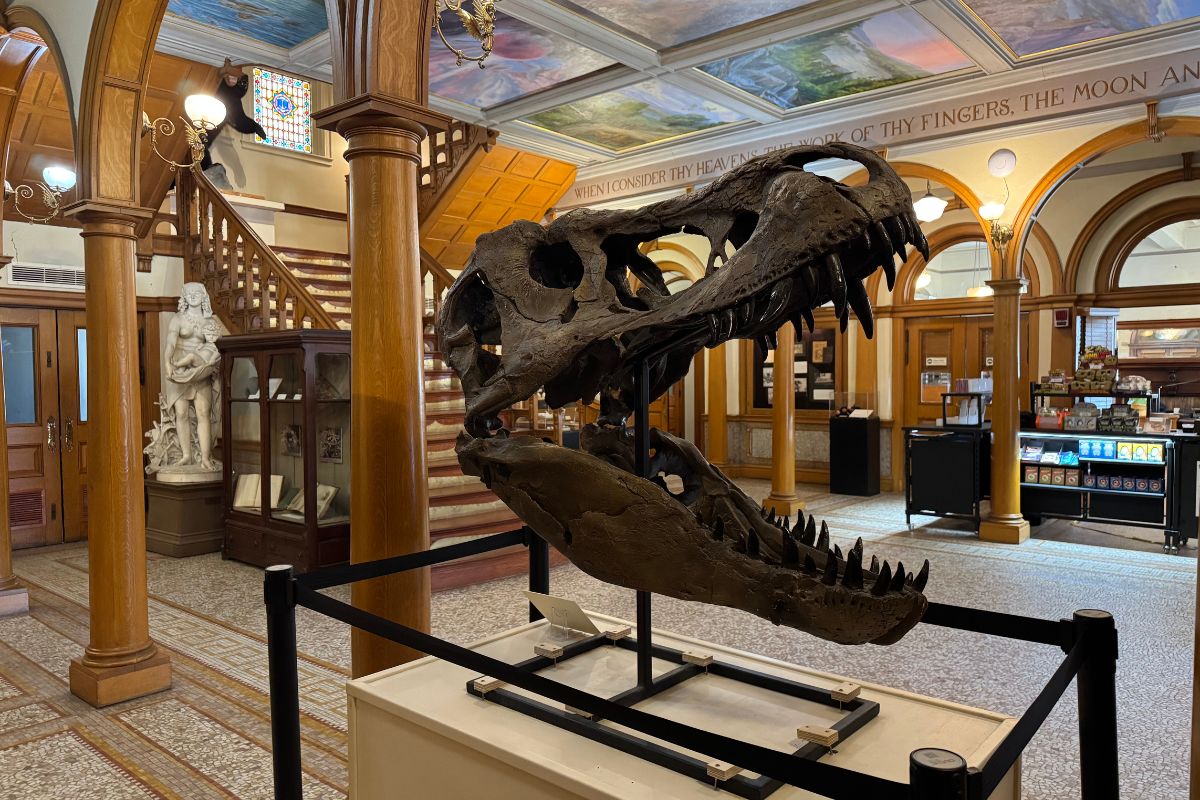 A T. rex skull on display in the center of a museum lobby with a staircase and a mural on the ceiling.