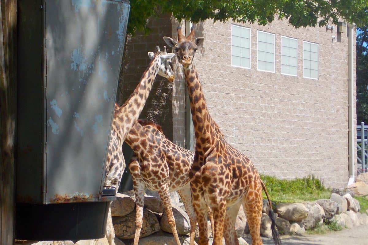 Two giraffes standing near a stone wall.