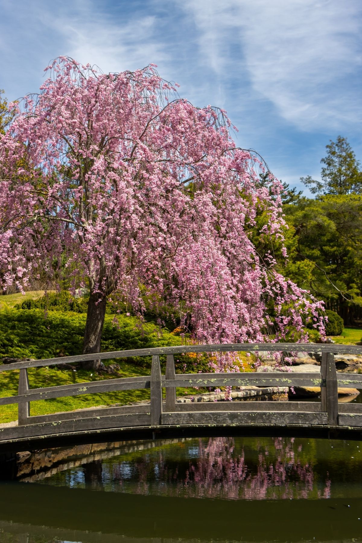 A weeping cherry tree with pink blossoms arches over a wooden footbridge spanning a pond.