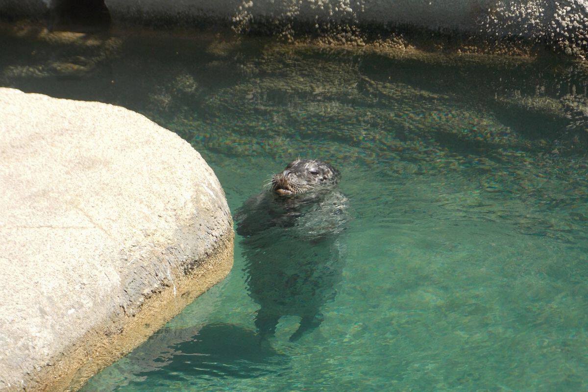 A seal swimming in a pool next to a large rock.