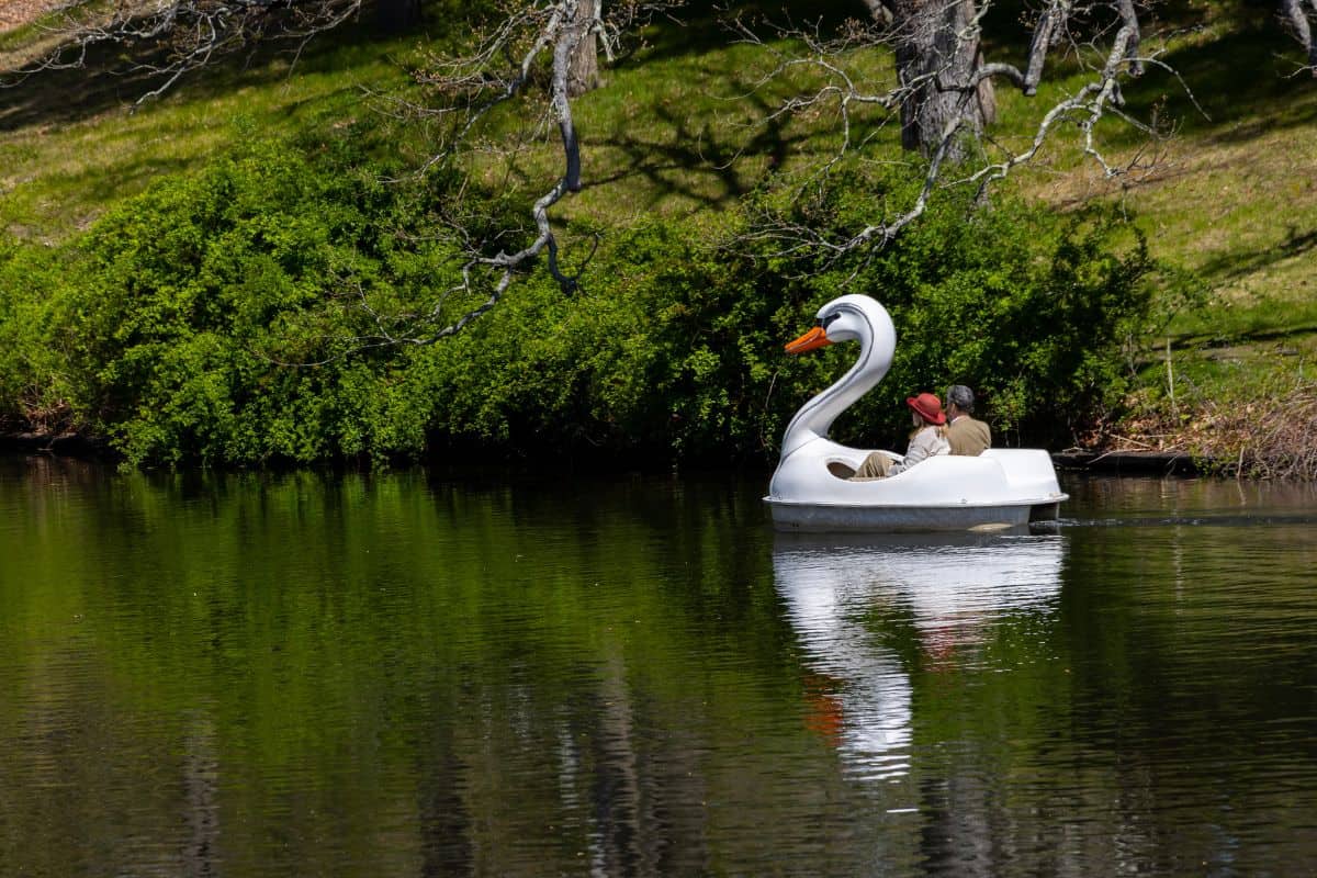 Two people ride in a white swan-shaped pedal boat on a pond.